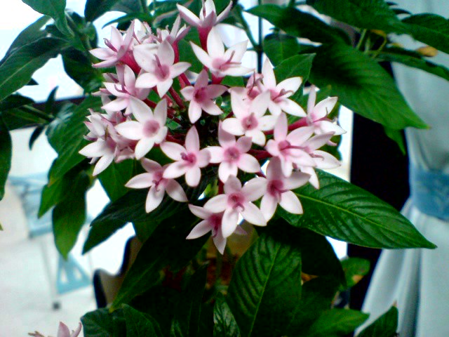 hana01
